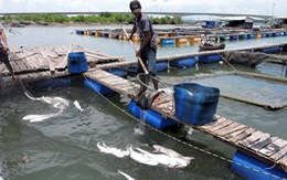 Cá lồng bè Long Sơn chết vì thiếu ôxy cục bộ