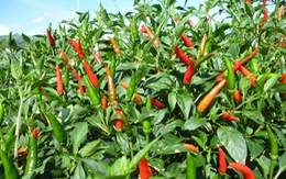 ​Chất capsaicin trong ớt có thể giúp ngăn chặn nguy cơ tăng cân