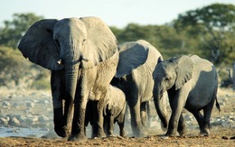 ​Hơn 110.000 con voi biến mất tại châu Phi trong một thập kỷ qua