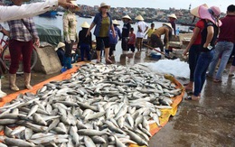 Cá chết ở huyện Tĩnh Gia không liên quan đến dịch bệnh
