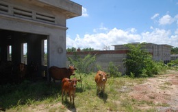 ​Nhà máy nước sạch 30 tỉ thành chuồng nuôi bò