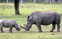 ​​Việt Nam - Nam Phi trao đổi biện pháp bảo vệ động vật hoang dã