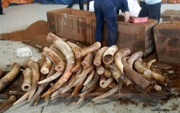 Khởi tố vụ buôn lậu trên 2 tấn ngà voi tại TP.HCM