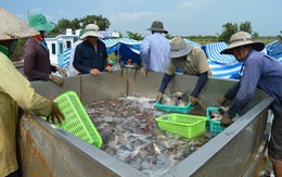 ​Nông dân Cà Mau trúng mùa cá ngay trên đất nuôi tôm