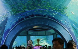 ​Phí tham quan Bảo tàng Hải dương học từ 10.000 – 40.000 đồng/lượt