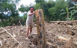 'Lũ gỗ' theo nước tràn ngập nhà dân