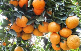 ​Bảo hộ chỉ dẫn địa lý cho sản phẩm cam sành “Hà Giang”