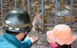 Dời đàn khỉ trong Tòa thánh Tây Ninh về vườn quốc gia