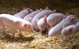 ​Những điều cần biết về bệnh liên cầu lợn