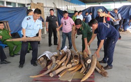 Lại phát hiện gần 500kg ngà voi trong 2 container