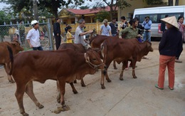 ​Tặng 20 con bò cho dân vùng lũ Châu Hóa