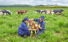 Việt Nam có trang trại bò sữa organic