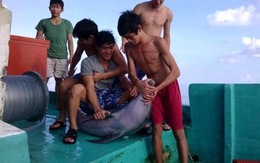 ​Xác định nhóm ngư dân xẻ thịt cá heo chụp ảnh đăng Facebook