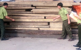 ​Khiển trách hai cán bộ kiểm lâm để “sổng” gỗ lậu