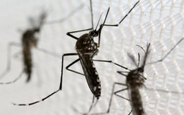 Virút Zika có gây vô sinh?