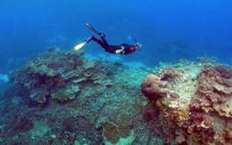 Rạn san hô khổng lồ của Úc đang bị "nấu chín"