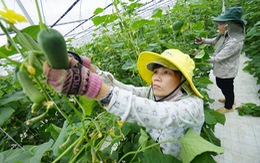 Cơ hội cho nông sản Việt