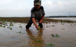 ​Quảng Nam thiệt hại mưa lũ khoảng 220 tỉ đồng