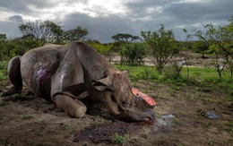 Ngẩn ngơ và nhói lòng trước thiên nhiên năm 2016 của NatGeo