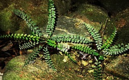 Vườn quốc gia Phong Nha - Kẻ Bàng: Phát hiện loài dương xỉ mới