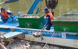 Kênh Nhiêu Lộc - Thị Nghè: Đề nghị ngưng thả 3 loài cá