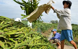 ​Nông dân lại phải đổ bỏ thanh long