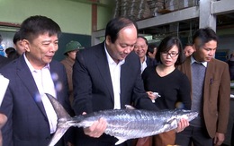 Chính phủ kiểm tra hải sản tồn sau sự cố Formosa ở Quảng Bình
