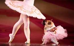 Cô chó tật nguyền múa ballet cùng diễn viên múa chuyên nghiệp