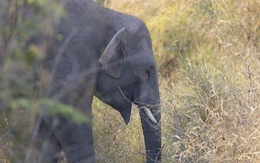 ​Cần hành động khẩn cấp để bảo tồn voi rừng ở Yok Don