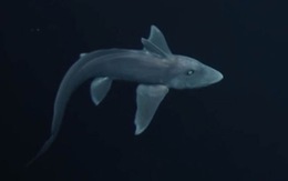 Lần đầu quay phim được cá mập ma "già" hơn khủng long