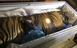 Thu giữ con hổ đông lạnh hơn 100kg tại nhà dân