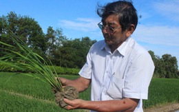 Gạo Việt đừng mải mê tăng sản lượng