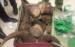 Bắt lô hàng hơn 50 kg nghi sừng tê giác giấu trong hành lý