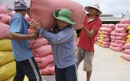 Rộng cửa cho xuất khẩu gạo