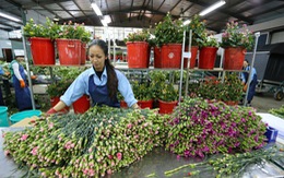 ​Đà Lạt, TP.HCM mở Trung tâm giao dịch hoa