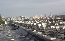 ​Xử lý dioxin, bàn giao đất cho sân bay Đà Nẵng