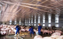 ​Rà soát quy hoạch chăn nuôi lợn gắn với thị trường