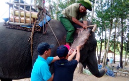 Hành động khẩn cấp để cứu đàn voi Việt Nam