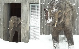Clip voi châu Á 'nhảy cẫng' khi lần đầu thấy tuyết