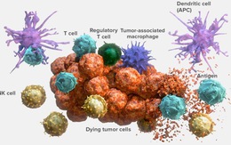 Điều trị ung thư bằng liệu pháp tế bào ​miễn dịch