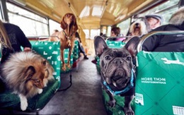 Tour du lịch dành cho chó đầu tiên trên thế giới