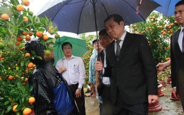 Đà Nẵng: chợ hoa Tết "héo" trong mưa
