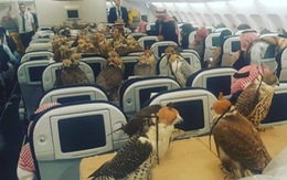 80 chú chim lên máy bay du lịch cùng hoàng tử