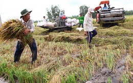 Đối mặt khó khăn do mưa trái mùa