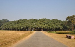 Cây đa cổ thụ lớn như khu rừng ở Ấn Độ