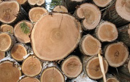 Lâm tặc cướp 45 lóng gỗ là bảo vệ rừng 'bịa đặt'