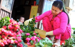 Giá hoa hồng Đà Lạt tăng 6 lần, nông dân phấn khởi