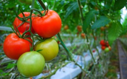 ​Ăn nhiều cà chua có thể làm giảm nguy cơ đột quỵ