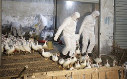 87 người Trung Quốc thiệt mạng vì cúm gia cầm H7N9