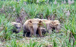 Lập đề án bảo vệ 15 voi hoang dã nhưng... chưa có tiền